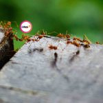 El trabajo de hormiga que posee fuerza y velocidad (10 maneras de ser intencional)