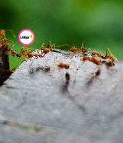 El trabajo de hormiga que posee fuerza y velocidad (10 maneras de ser intencional)