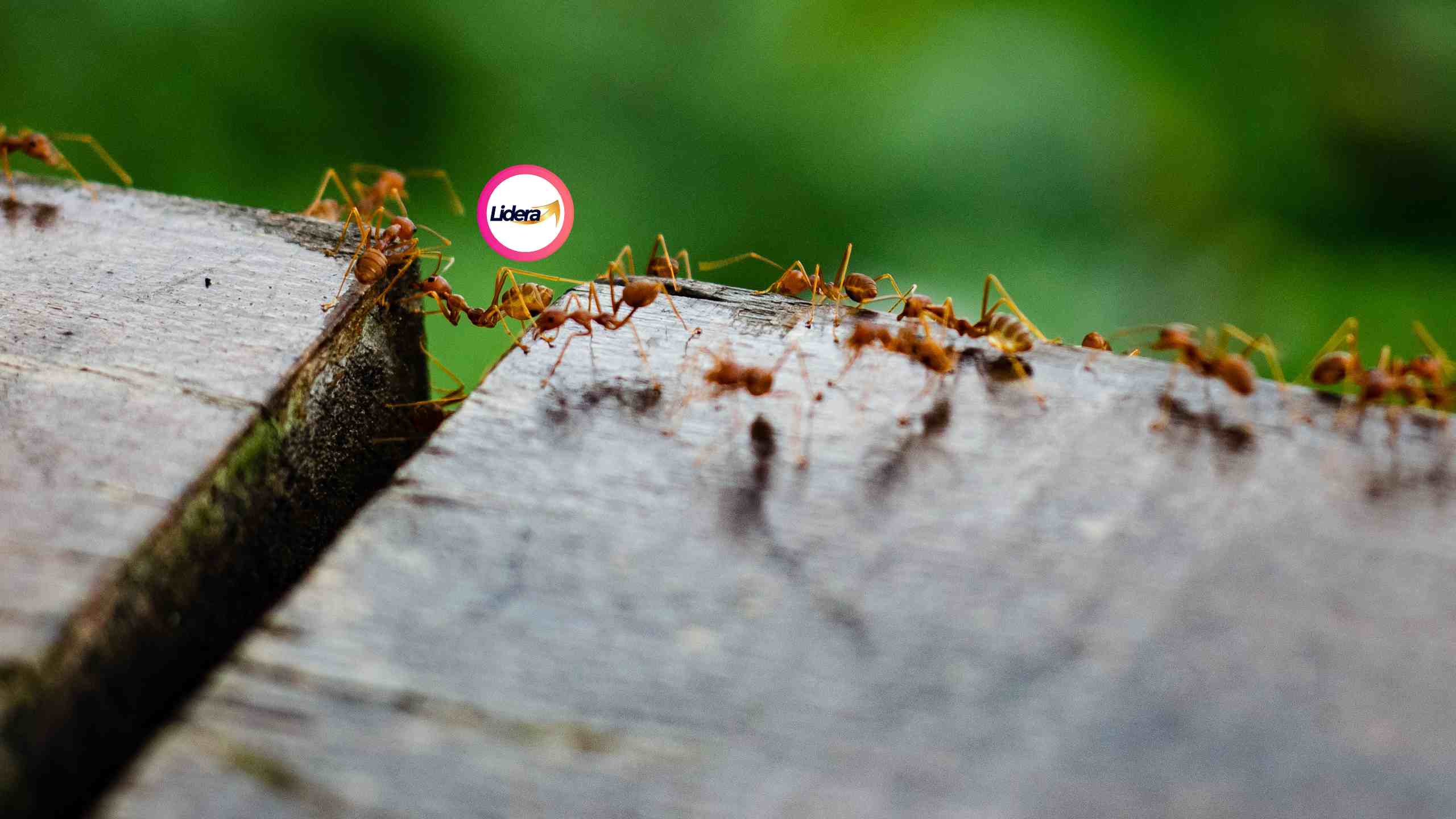 trabajo de hormiga